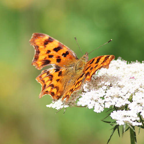 Comma butterfly
