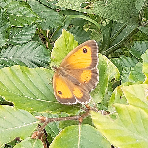 Gatekeeper butterfly
