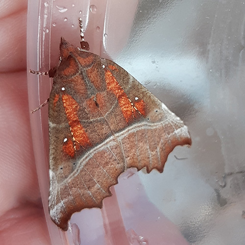 Herald Moth