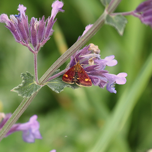 Mint Moth