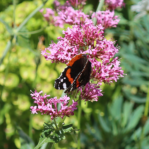 Red Admiral butterfly