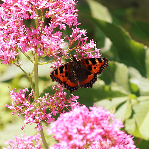 Small tortoiseshell butterfly