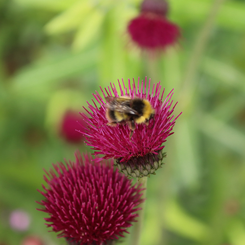 Bee