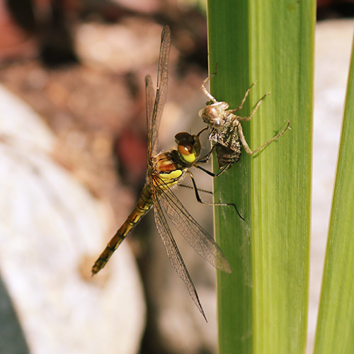 Dragonfly